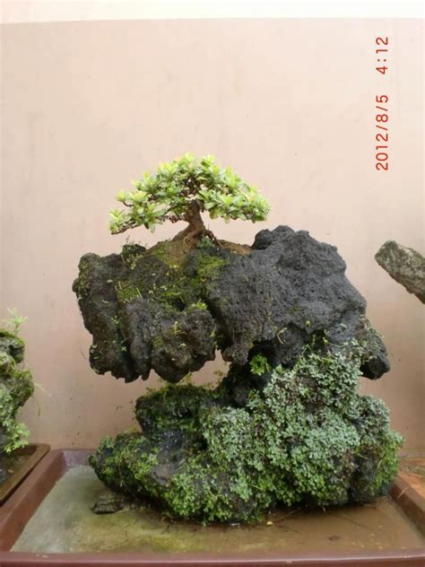 Bonsai Container Is Important Here And Integral To The