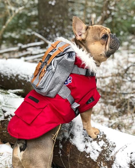 These plans are tailored for small dogs, but there's no reason you can't upsize things to suit bigger pets. barkindustry makes THE cutest backpacks for dogs! Use TUNGSTEN10 for a discount! . . #backpacks ...