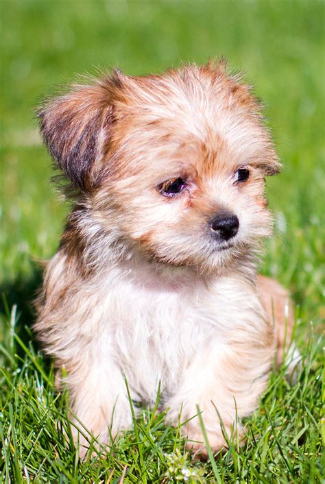 Terrier Yorkie Mix Puppies Img Abba