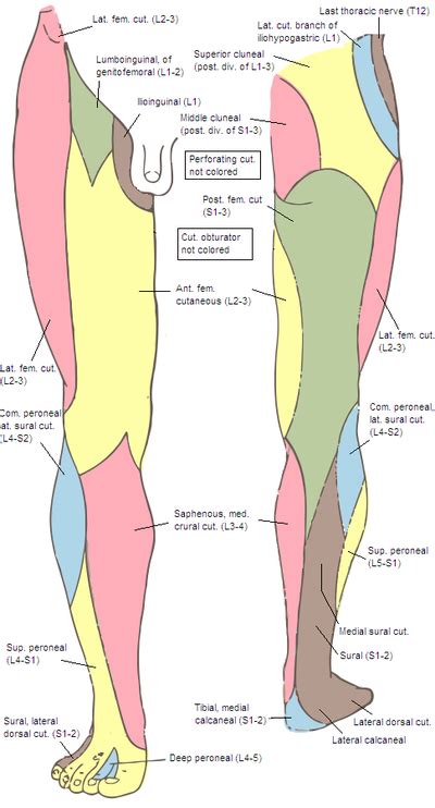 Originally drawn in the early 1970's under the auspices of dr. Nerve map of Leg...exactly what is the purpose of the ...
