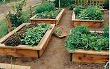Benefit Of Raised Bed Vegetable Garden Images