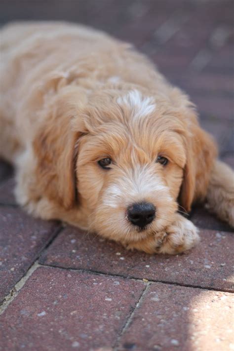 Miniature goldendoodle puppies looking for their forever homes! Medium and Miniature Goldendoodle Puppies | Spalding ...