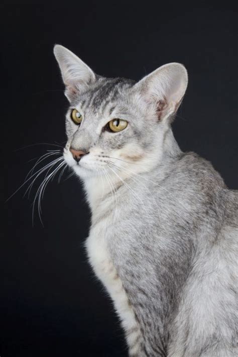 It was formerly known as the british angora before being renamed in 2002 by british cat fancies in order to avoid confusion with the turkish angora. cat colours — black silver ticked tabby