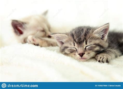 Two Cute Kittens Sleep On White Fluffy Blanket Portrait