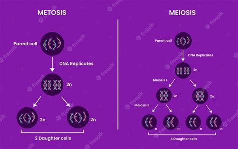 Premium Vector Differences Between Mitosis And Meiosis Mitosis Vs