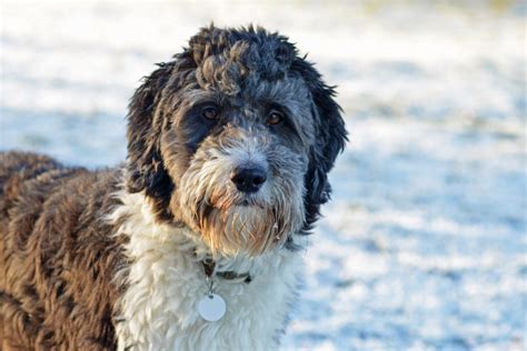 Do Aussiedoodles Shed A Groomers Guide For Beginners