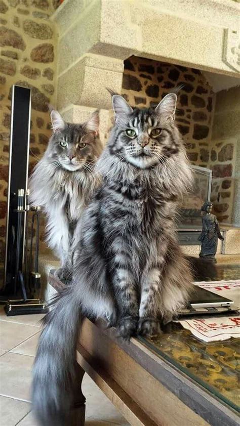 Similar to persian cats, maine coons are also high maintenance cats as their fur is quite thick and long. Male vs. Female Maine Coons (Picking the Gender | Chat ...