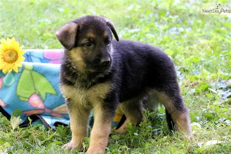 German Shepherd Puppy For Sale Near Harrisburg Pennsylvania