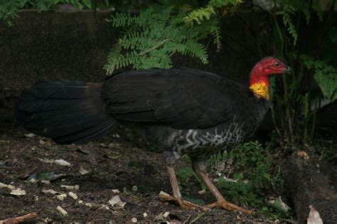 Australian Brush Turkey Birds In Backyards