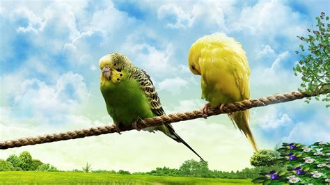 Free Download Wallpaper Love Birds 1600x1000 For Your Desktop Mobile