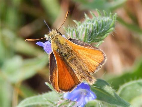 Small Skipper Thymelicus Sylvestris British Nature Guide