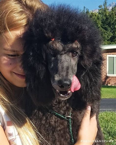 Who Wants An Adorable Small Standard Poodle Shes Been Such A Love