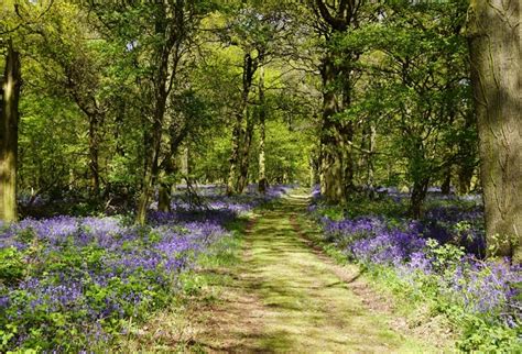 Laeacco Spring Forest Flowers Pathway Scenic Photography Backgrounds