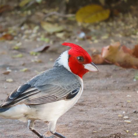 Cardealred Crested Cardinal Animais Fotos Pássaros