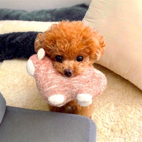 What Is The Smallest Poodle Toy Or Miniature