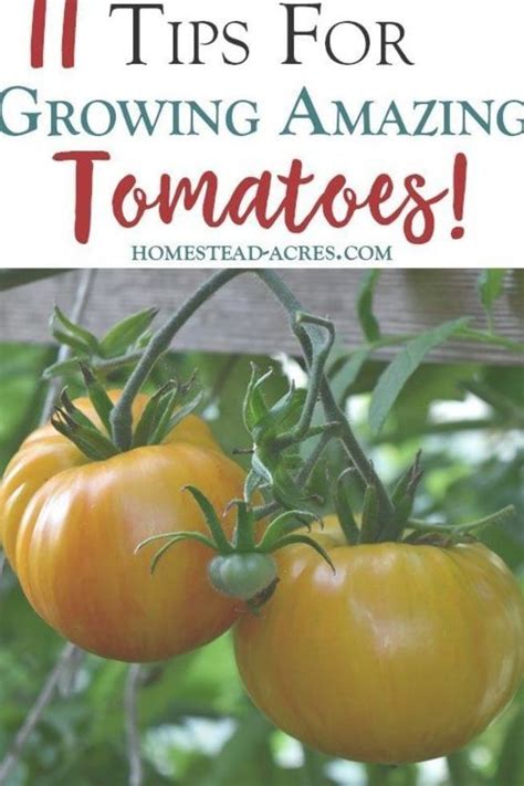 I Love Growing Tomatoes In My Garden These Simple Tips Will Help You