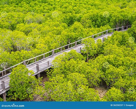 Path In Mangrove Forest Stock Image Image Of Stalk Nature 36250237