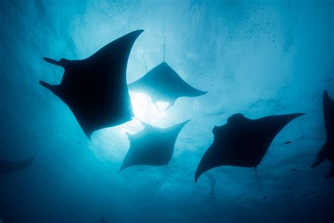 Worlds Largest Known Manta Ray Population Found Off Ecuador Scuba Diving
