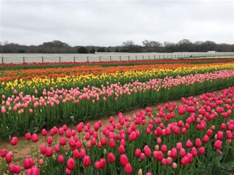 Pick Your Own Tulips At This Beautiful Flower Field In Texas