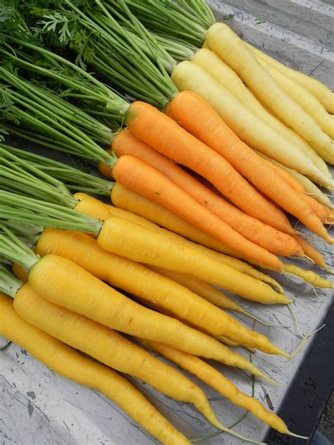 Variety Highlights A Rainbow Of Carrots Osborne Seed Company Variety