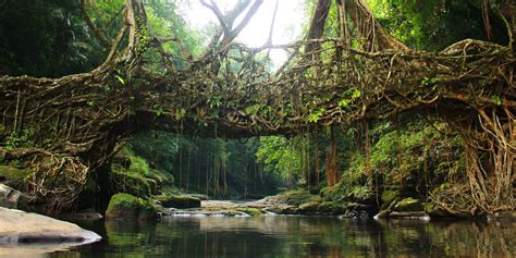 Meghalaya And Living Root Bridges Lessons From The Cleanest Place In