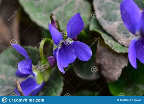 Very Pretty Colorful Spring Flowers In The Sunshine Stock Photo Image