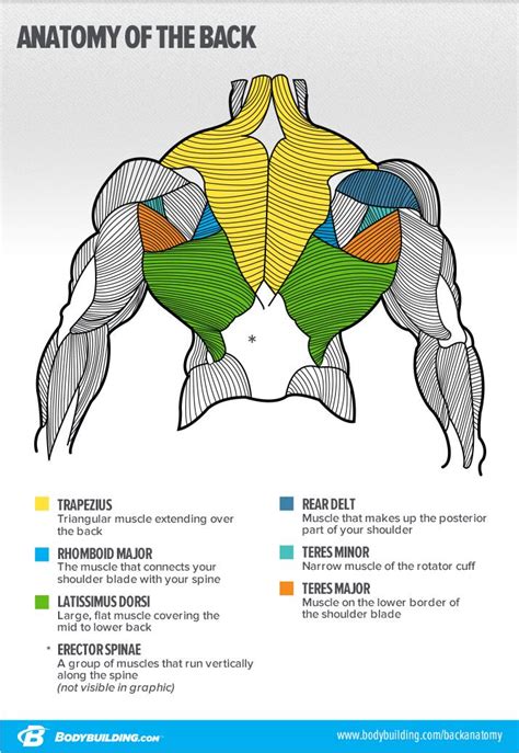 This useful list will help you expand your english vocabulary words. The Big Reasons Your Back Isn't Growing | Muscle anatomy ...