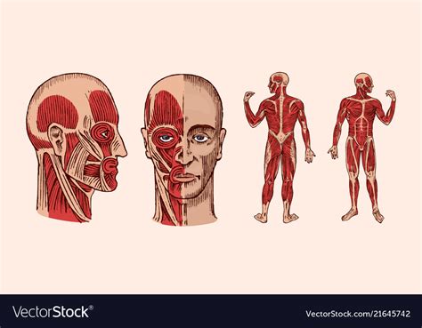 Human Anatomy Muscular And Bone System The Vector Image