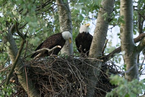 Why Do Bald Eagles Build Nests Up High How High Next Js Blog Example With Wordpress