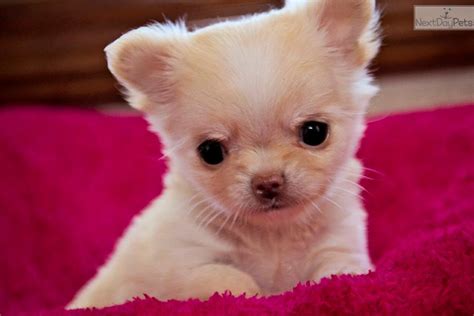 Meet Sweet Pea A Cute Chihuahua Puppy For Sale For 2000