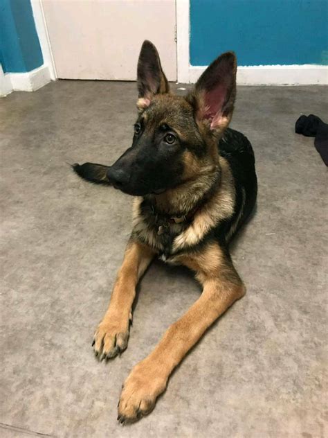 Pure Breed German Shepherd Male Puppy For Sale In Keighley West