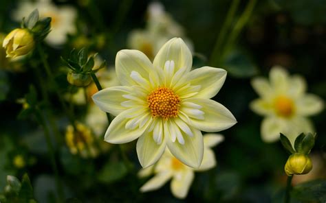 Dahlia Yellow Flowers High Quality Flower Wallpaper For Desktop