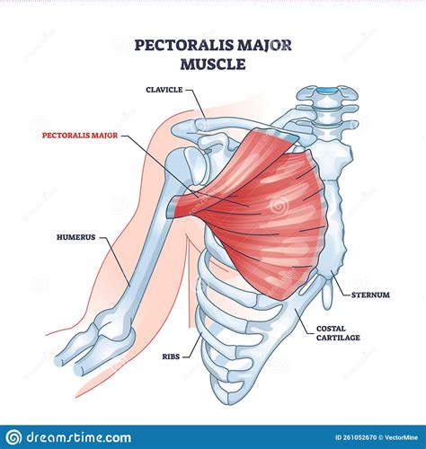 Pectoralis Major Muscle As Human Chest Muscular Anatomy Outline Diagram