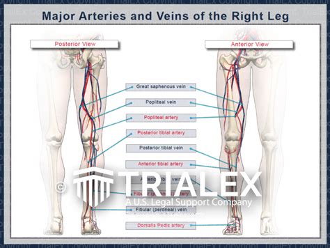 Major Arteries And Veins Of The Right Leg Trialexhibits Inc