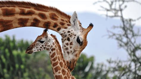 Giraffes May Be As Socially Complex As Chimps And Elephants The New