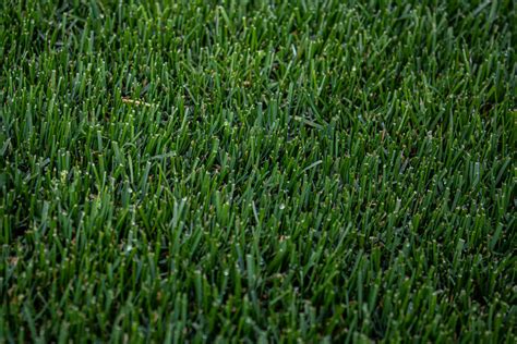 How To Get Bermuda Grass To Spread The Best Ways In 2022