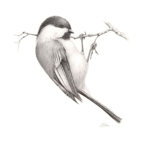 Bird Pencil Drawing Realistic Drawings Chickadee Drawing
