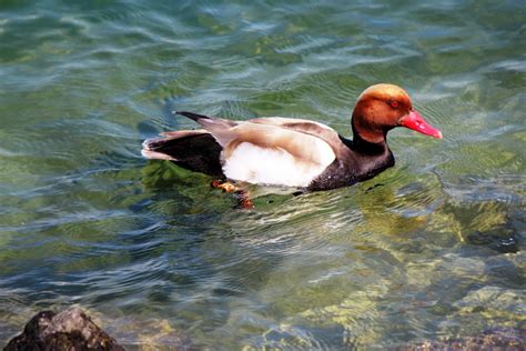 Free Images Nature Lake Wildlife Clear Swim Beak Colorful
