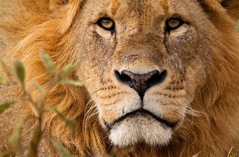 Le Lion Seigneur Incontesté De La Savane Africaine Ici Explora