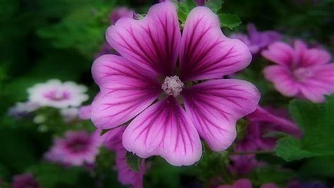 Rose images pexels free stock photos. Most Beautiful Nature Flower Pics Hd Wallpaper ...