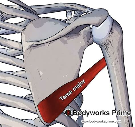Teres Major Muscle Anatomy Bodyworks Prime
