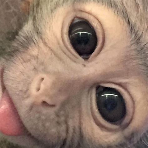 17 Cute And Beautiful Baby Monkey Pictures We Need Fun