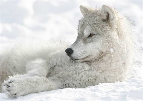 Arctic Wolf Pup In Winter Relaxing Cool Wildlife