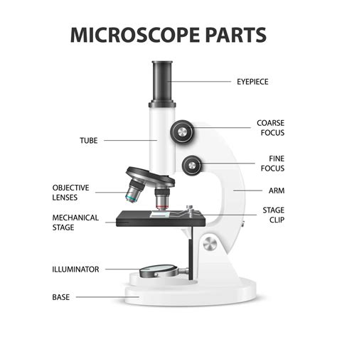 Parts Of A Microscope With Labeled Diagram And Functions Biology Notes Web The Best Porn
