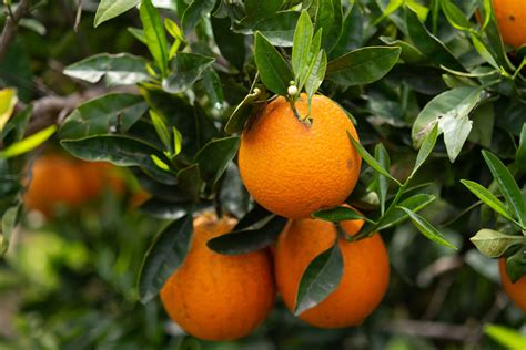 Pomarańcza Chińska Katalog Roślin