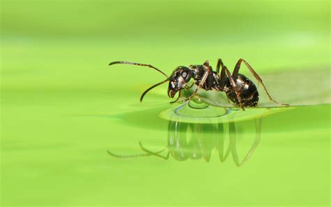 Ant Full Hd Wallpaper And Background Image 1920x1200 Id407392