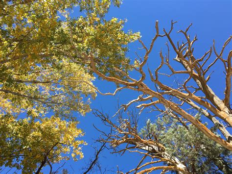 Free Images Tree Forest Branch Sky Meadow Sunlight Leaf Flower