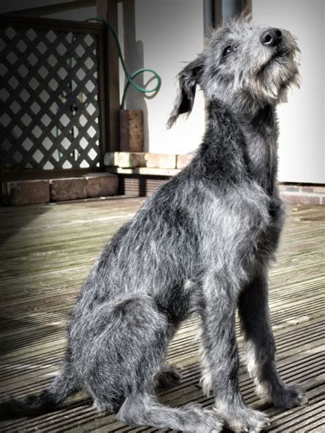 Lurcher Bedlington X Whippet Wolfhound Dog Dog Breeds Irish