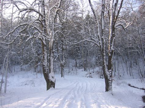 Free Images Tree Forest Outdoor Branch Cold Wood Road View