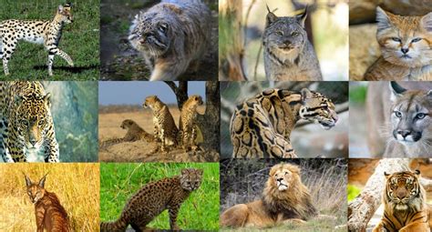 Quiz Can You Name All 15 Of These Big Cat And Wild Cat Species The
